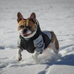 Cooling Fabric Technology: 7 Proven Ways to Keep Pets Comfortable Without Overheating