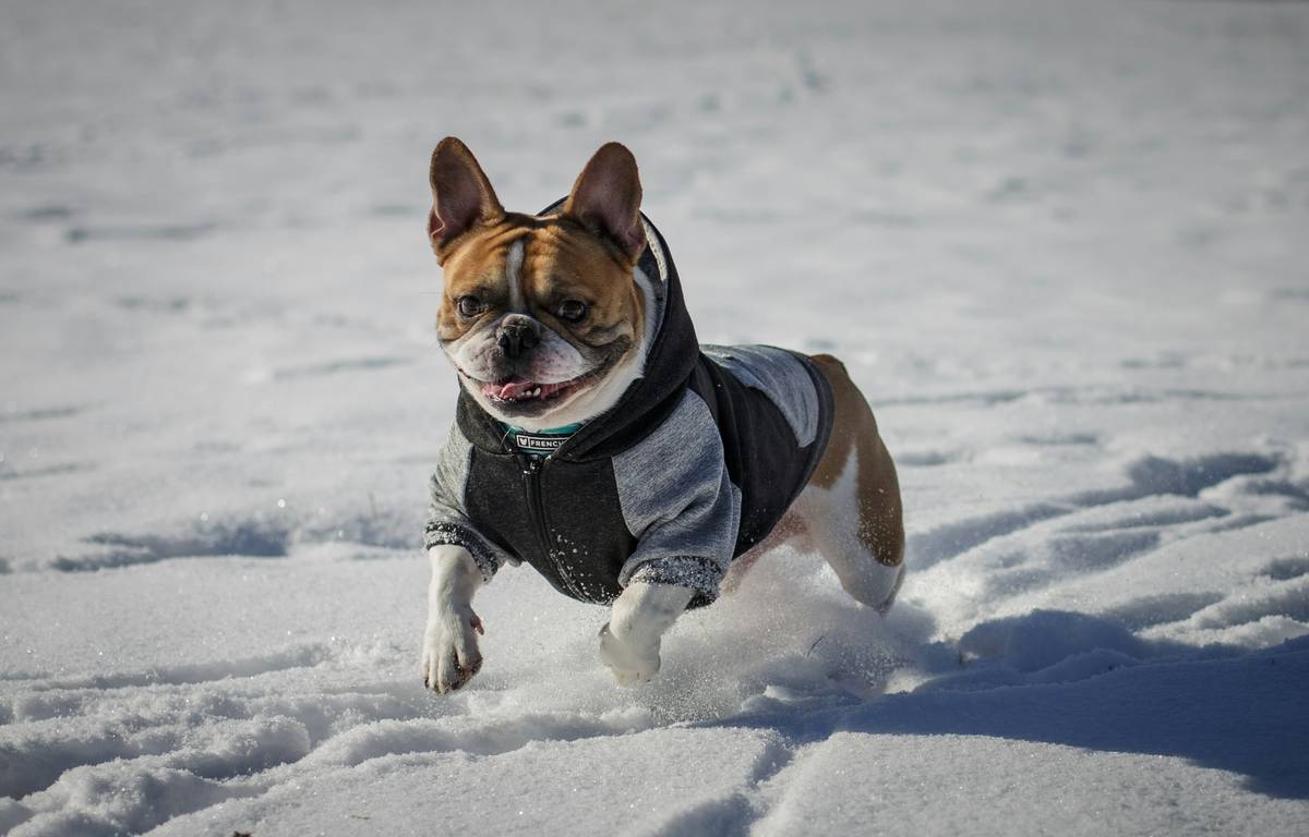 Cooling Fabric Technology: 7 Proven Ways to Keep Pets Comfortable Without Overheating