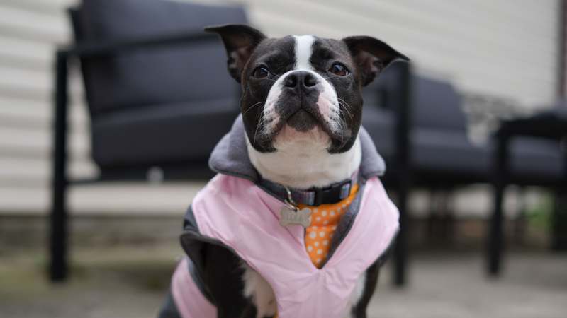 Homepage for Pet Care Pet Toys & Accessories smart clothing